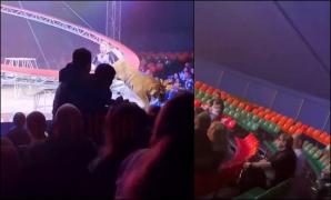 Momentul în care un tigru sare în mijlocul spectatorilor la un circ din Rusia: 