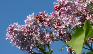 Cum va fi vremea în luna mai. Prognoza meteo pentru următoarele patru săptămâni