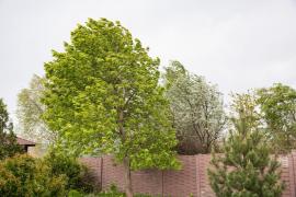 Vremea se va răci drastic în Săptămâna Mare: Cod galben de vânt în aproape toată ţara, la munte ninge