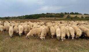 Focare de variolă ovină şi caprină în Mureş. Sute de animale au fost sacrificate