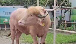 Bivolul 