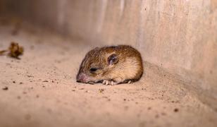 OMS: Epidemia de hantavirus de pe vasul de croazieră prezintă un risc redus pentru populaţie 