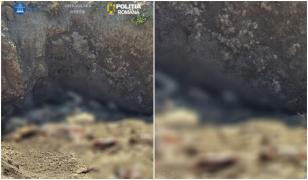 Cadavre de animale, abandonate pe câmp în Constanţa. Percheziţii într-un dosar de sacrificare ilegală