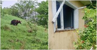 Un urs a devastat 8 case dintr-o comună din Buzău. Localnicii, terorizaţi: 