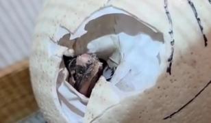 Primele clipe de viaţă ale unui pui de struţ african, când sparge oul. Moment rar filmat la Zoo Târgu Mureş