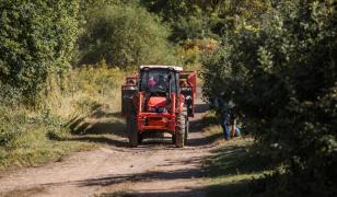 Salariu de 50 € pe zi, cazare şi mese asigurate. Se caută culegători pentru 