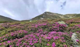 Spectacol roz în Munţii Rodnei. A înflorit o plantă protejată prin lege, iar ruperea florilor este interzisă