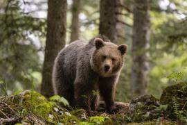Un ucrainean, oprit de o ursoaică să ajungă în România. Bărbatul s-a urcat de frică într-un copac