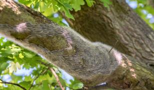 Ţara care se confruntă cu o invazie de insecte veninoase. O singură înţepătură poate induce şoc anafilactic