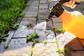 Şapte plante toxice de care trebuie să te fereşti. Ce rişti dacă le atingi sau le consumi accidental