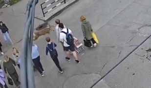 O femeie a fost lovită de o căprioară, pe zebra. Imaginile au devenit virale: "Nu avea numere de înmatriculare"
