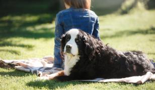 Cum îşi pot proteja stăpânii animalele de companie în perioadele caniculare. Sfaturile medicilor