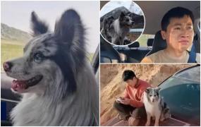 Chutou, câinele cu 1.5 milioane de urmăritori, răpit şi mâncat la un restaurant în China