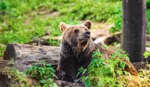 Turistă de 18 ani din Ucraina, muşcată de urs pe Transfăgărăşan