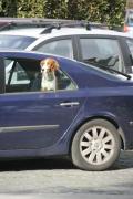 Cum îți protejezi mașina pe caniculă. Cinci lucruri pe care nu ar trebui să le lași niciodată în interior