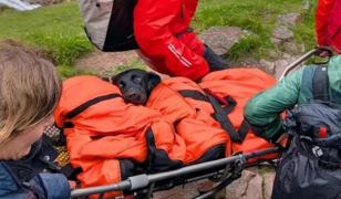 Căţeluşă drogată, salvată de pe munte de salvamontiştii scoţieni. Mâncase resturi de canabis