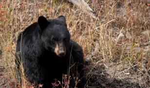 Un urs a intrat în casa unui cuplu şi a golit frigiderul. Animalul ar fi comis alte 14 spargeri în Japonia