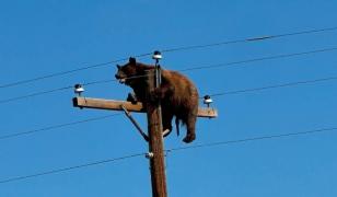 Momentul în care un urs epuizat rămâne captiv pe un stâlp de electricitate. Animalul a murit electrocutat
