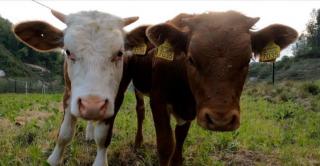 Parlamentul a aprobat noi ajutoare pentru crescătorii de bovine și porcine. Cât este subvenţia