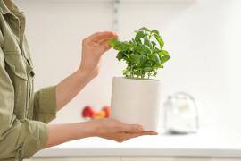 (P) Fitofarmacia: un sprijin pentru fermieri, grădinari și toți cei care iubesc plantele