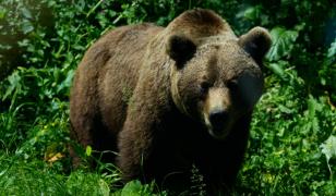 Drumeţie cu final neaşteptat pentru 37 de turişti polonezi în Suceava. O ursoaică cu pui le-a apărut pe traseu