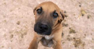 Bărbat din Bacău, reținut de polițiști după ce a omorât câinele vecinului