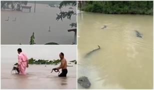 Sute de șerpi au invadat un sat din China. Ploile provocate de taifun au inundat o fermă de reptile