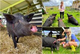 Insula unde poți locui gratis dacă ai grijă de porci. Ce trebuie să faci pentru a primi cazare