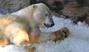 Amenda primită de o persoană care a trezit din somn un urs polar în Arctica. Ce a făcut de la bordul navei