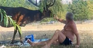 Un cerb a atacat un bărbat aflat la picnic într-un parc din Londra. Animalul a fost eutanasiat