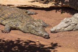 Copil de 3 ani, aruncat într-un țarc cu crocodili de un străin, la o grădină zoo din UK