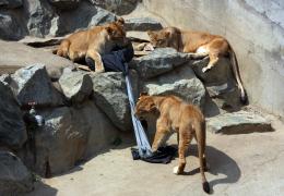 Trei lei de la grădina zoologică din Tokyo au murit, posibil din cauza caniculei