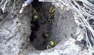 Pericol pe traseele din Bihor: au fost sesizate cuiburi de viespi. Mulți turiști au avut nevoie de ajutor