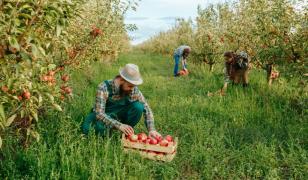 Cel mai mare producător de mere din UE nu găsește muncitori la cules: "La banii ăștia să culegi singur"
