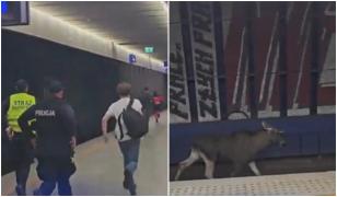 Un elan a blocat trenurile în Varșovia. Animalul a stat două ore pe șine. VIDEO