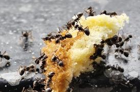 A pus furnici în desert timp de aproape 4 ani. Amenda primită de proprietarul restaurantului cu stele Michelin