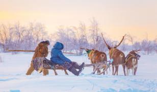Experimentul care încearcă să readucă la viaţă un ecosistem vechi de 10.000 de ani. Cum ar putea schimba clima
