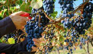 Locul în care viticultorii își aruncă recolta pe jos. Munca de generații se duce pe apa sâmbetei