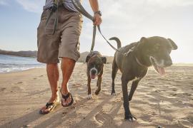 Unde mergi dacă ai câine și vrei să-l iei în vacanță. Destinații pet-friendly, de la munte până la mare