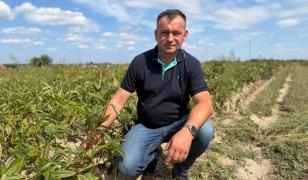 Fermierul care a renunțat la vite pentru bujori. Cultivă 65 de hectare și își vinde producția în Olanda