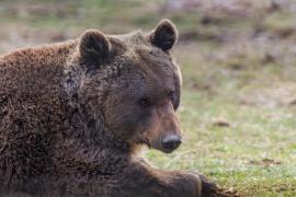 Bărbat atacat de un urs pe DN 13A, după ce maşina în care se afla a lovit animalul