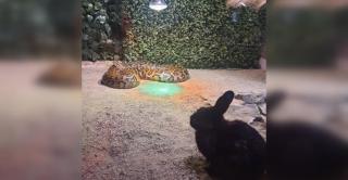 Piton de la Zoo Sibiu, hrănit cu iepuri vii în fața vizitatorilor. Reacția Primăriei: Îngrijitorii au greșit