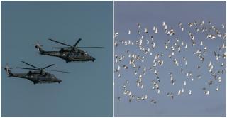 Cum a reușit un stol de păsări venit din Belarus să pună armata poloneză pe jar. Radarele au dat alarma