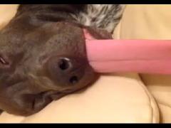 Îl TRĂGEA DE LIMBĂ în SOMN! Mori de RÂS!