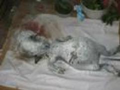 ÎNFIORĂTOR! O bivoliţă a născut un monstru asemănător unui OM