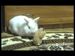 Un iepure, un hamster şi un singur morcov! Urmarea e de tot râsul