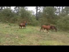 Un video extrem de drăguţ! Un mânz se joacă cu o minge mai ceva ca un căţel