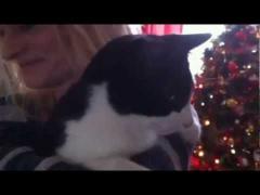 Te-ai întrebat vreodată? Acesta este cel mai zgomotos tors produs de o pisică domestică