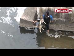 Gest impresionant! Un tânăr a salvat un câine din apele reci ale Someşului