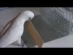 VIDEO! Cei mai harnici papagali folosesc unelte și învață trucuri noi